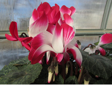 �������� ����������� ( ����� Indiaka) - 450 ���