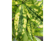 ������� ��������� ���� MIKE (Surculosa Mike)- ������ �������� �������� ..