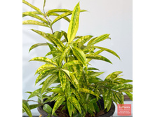 ������� ��������� ���� MIKE (Surculosa Mike)- ������ �������� �������� ..