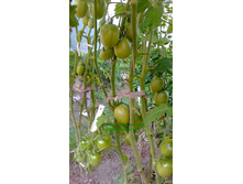 ��� ������, ���