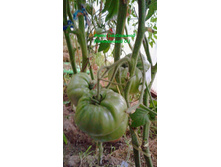 ������������ �������