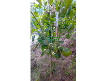 �������, ���