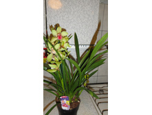 ���������- ������ .. ����� ���� ������ ..)