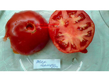 ��� ������� ����