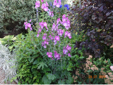 DSC00901.JPG