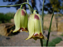 ������ �������������