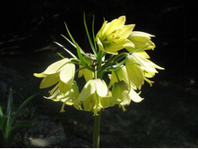 ������ �����