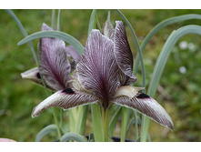 ���� ������������