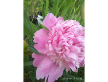 IMG 20180617 154514.jpg