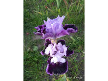 IMG 20180618 192925.jpg