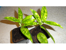 ������� ��������� ���� MIKE (Surculosa Mike)- 200 ���.