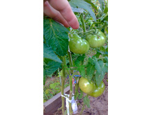 �����-�, ���