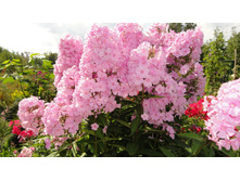 ����� ���� �������