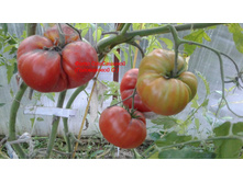 ����, �����