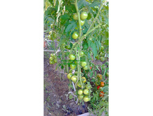 ���������� �������, �����