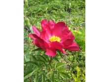 ���� Scarlett O`Hara