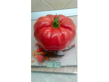 ������������, �����