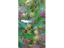 �������, ���