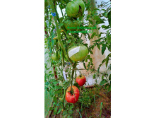 ����� ����