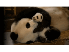 26.gif
