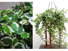 ����� ���� ����� - 350 ���