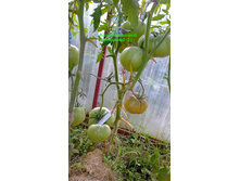 ������� ���, �����