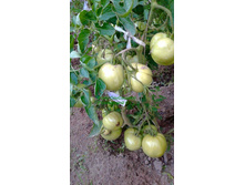 ��������, ���