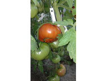 ������ ������, �����