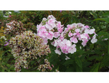 ������� �������