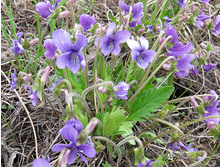 Viola incisa ������ ���������