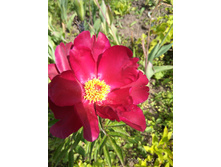 ���� Scarlett O`Hara