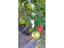 ��������, ���