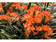 ������ - 450- 500 ���.