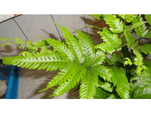 ������ �������� �������� ..