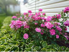 IMG 20180623 192331.jpg