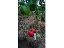 ���������, �����