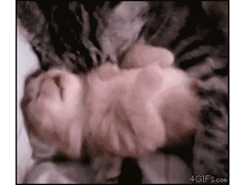 4174b7d03860.gif