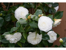 ������� - 700- 750 ���.