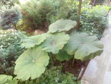 IMG 20180706 054621.jpg