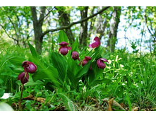 ������� ��������