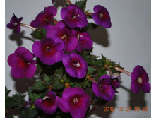 �������� Abyss.jpg