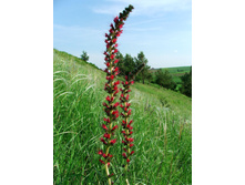 ����� �������