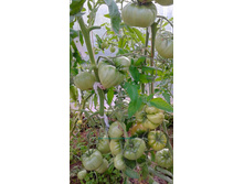 ����, �����, �� ��������