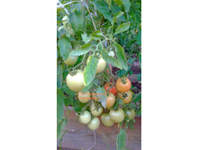 ��������, ���