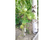 ������� ����