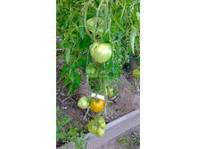 �������, �����