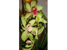 ���������- ������ .. ����� ���� ������ ..)