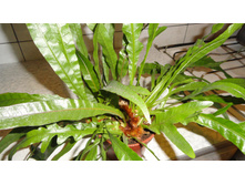 ���������� ���������� (Aglaomorpha coronans)- ���� ..