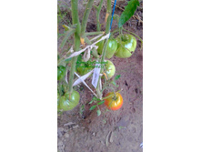 ���� �����, ���