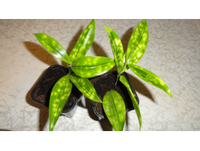 ������� ��������� ���� MIKE (Surculosa Mike)